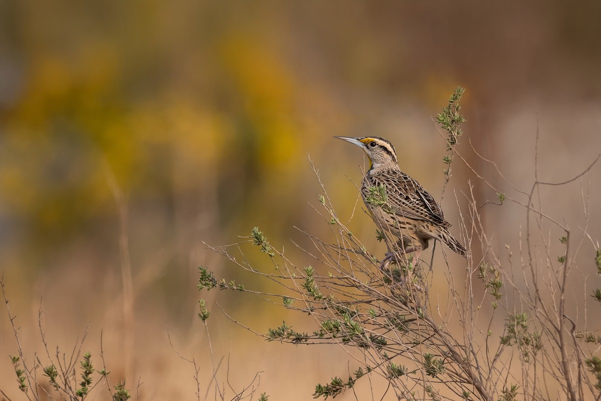 Eastern/Chihuahuan Meadowlark - ML631756937