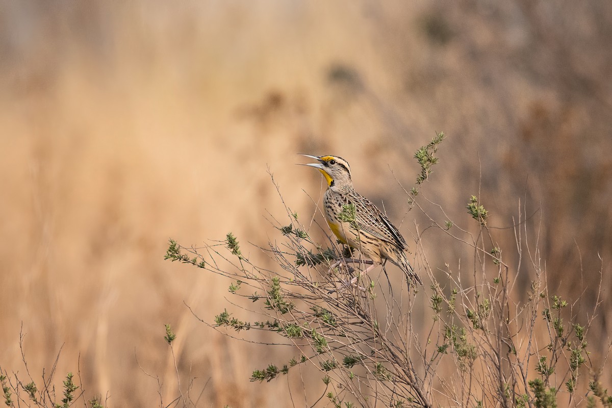 Eastern/Chihuahuan Meadowlark - ML631756938