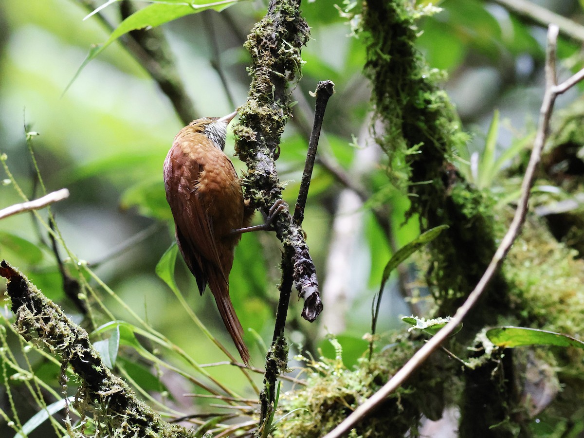 Fulvous-dotted Treerunner - ML631756988