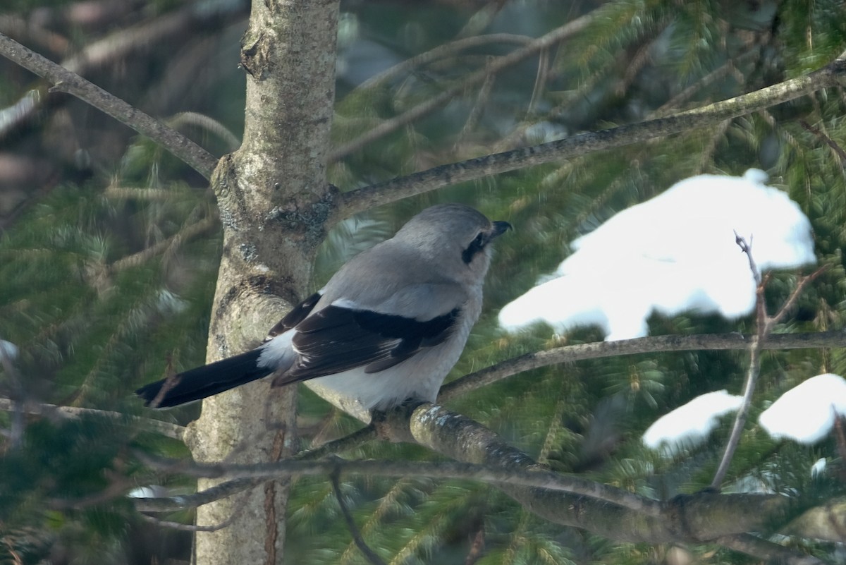 Умардын дунхай - ML631757010