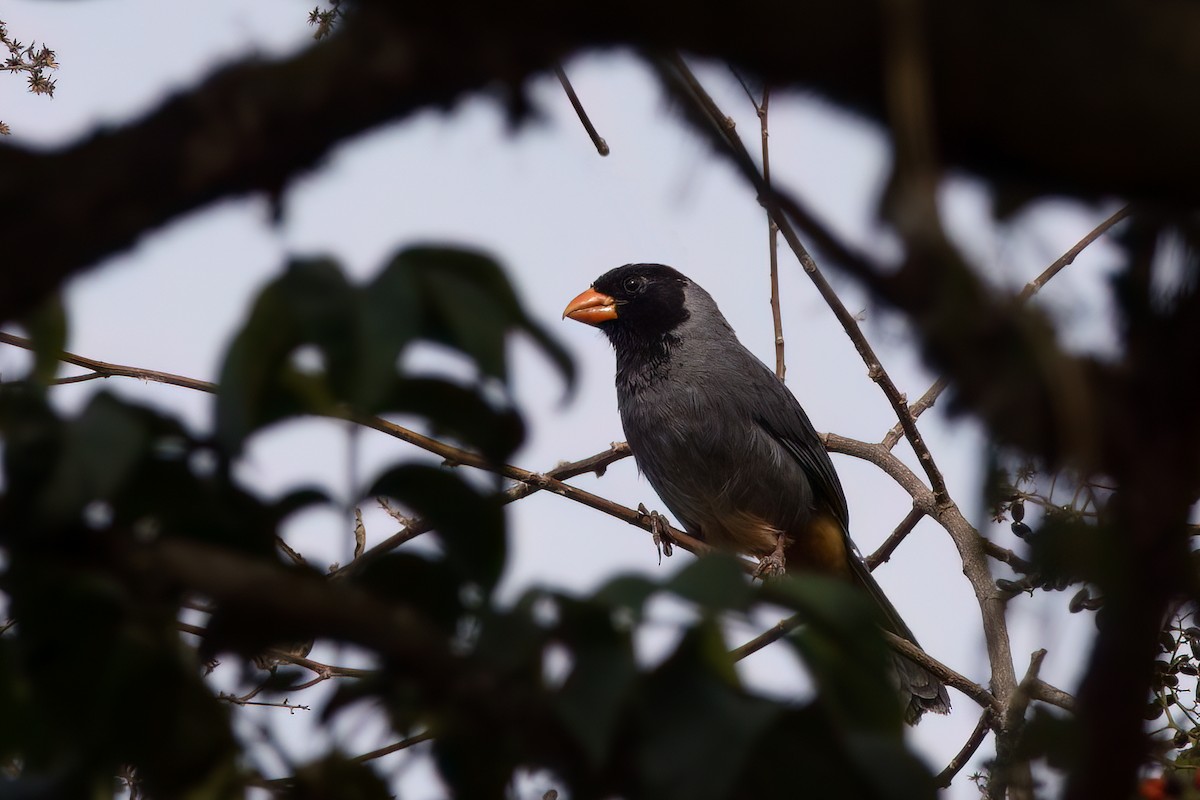 Black-cowled Saltator - ML631757034