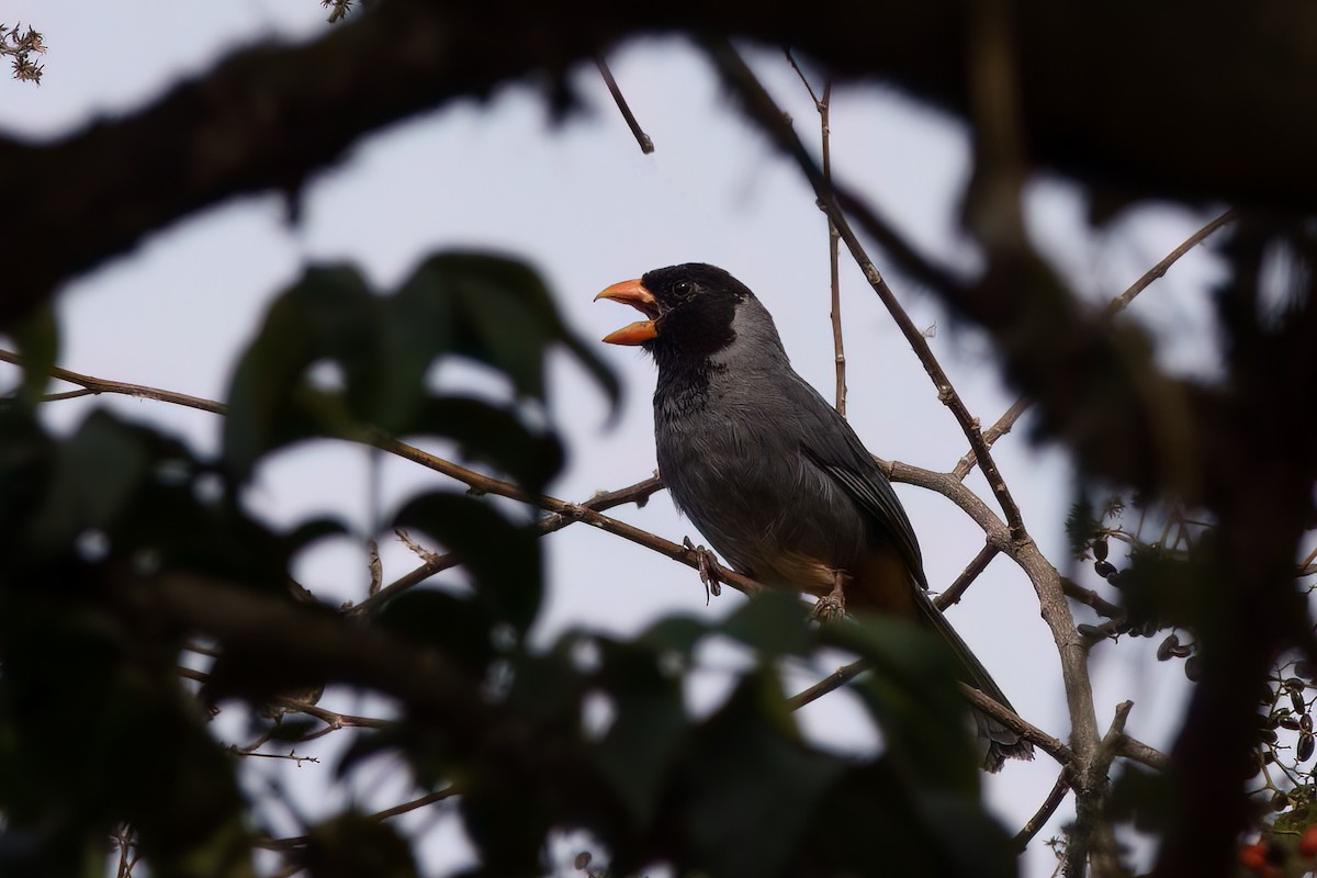 Black-cowled Saltator - ML631757035