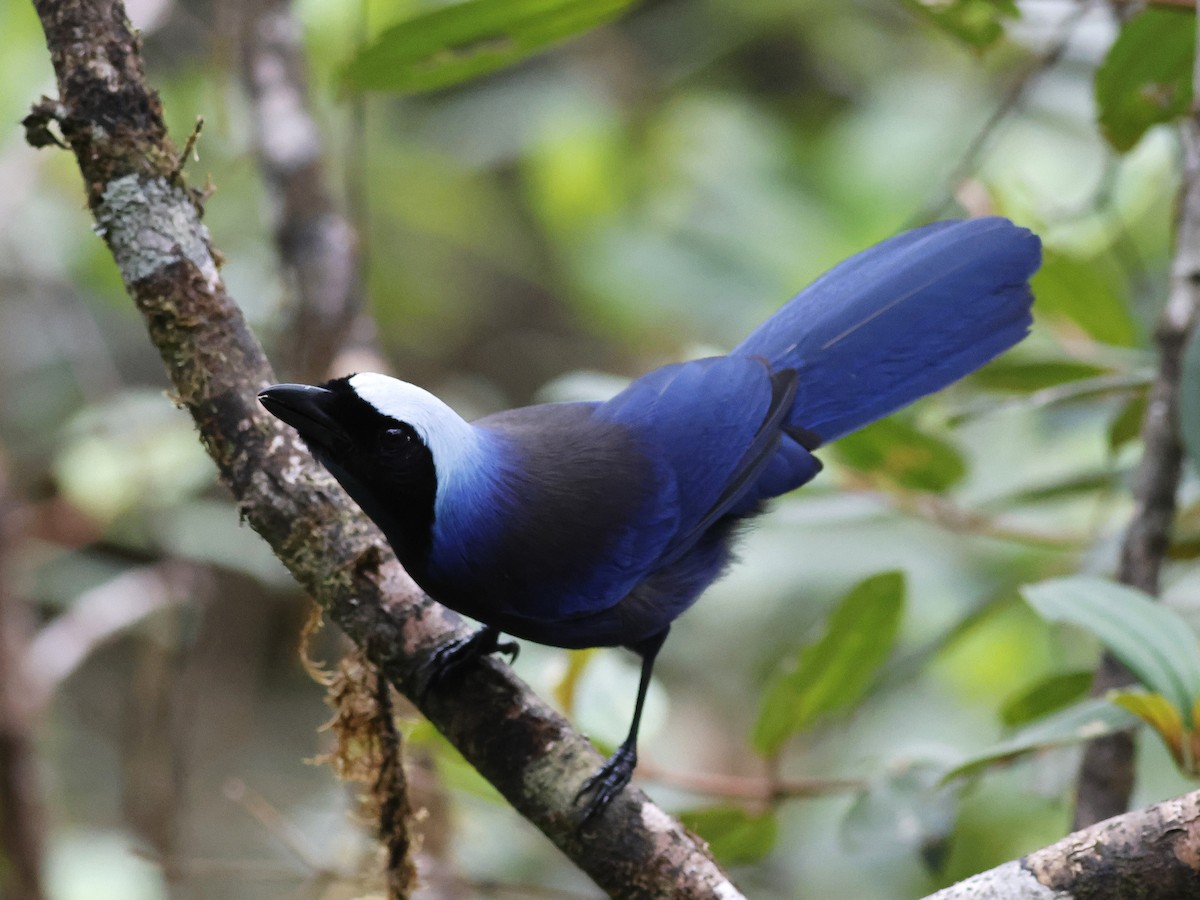 Beautiful Jay - ML631757101