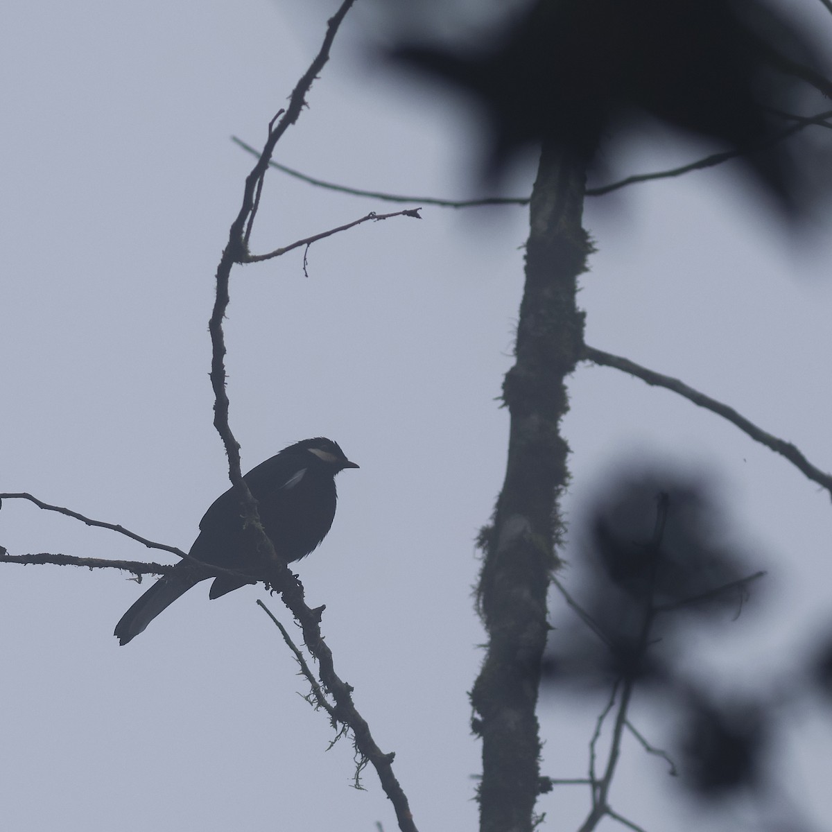 Black Solitaire - ML631757123