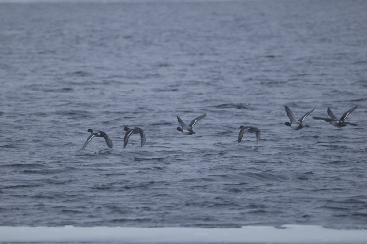 Lesser Scaup - ML631757170