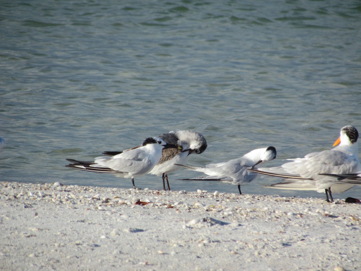 Franklin's Gull - ML631757203