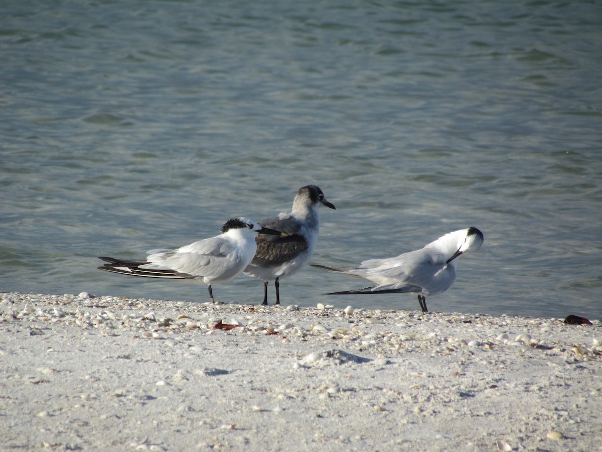 Franklin's Gull - ML631757204