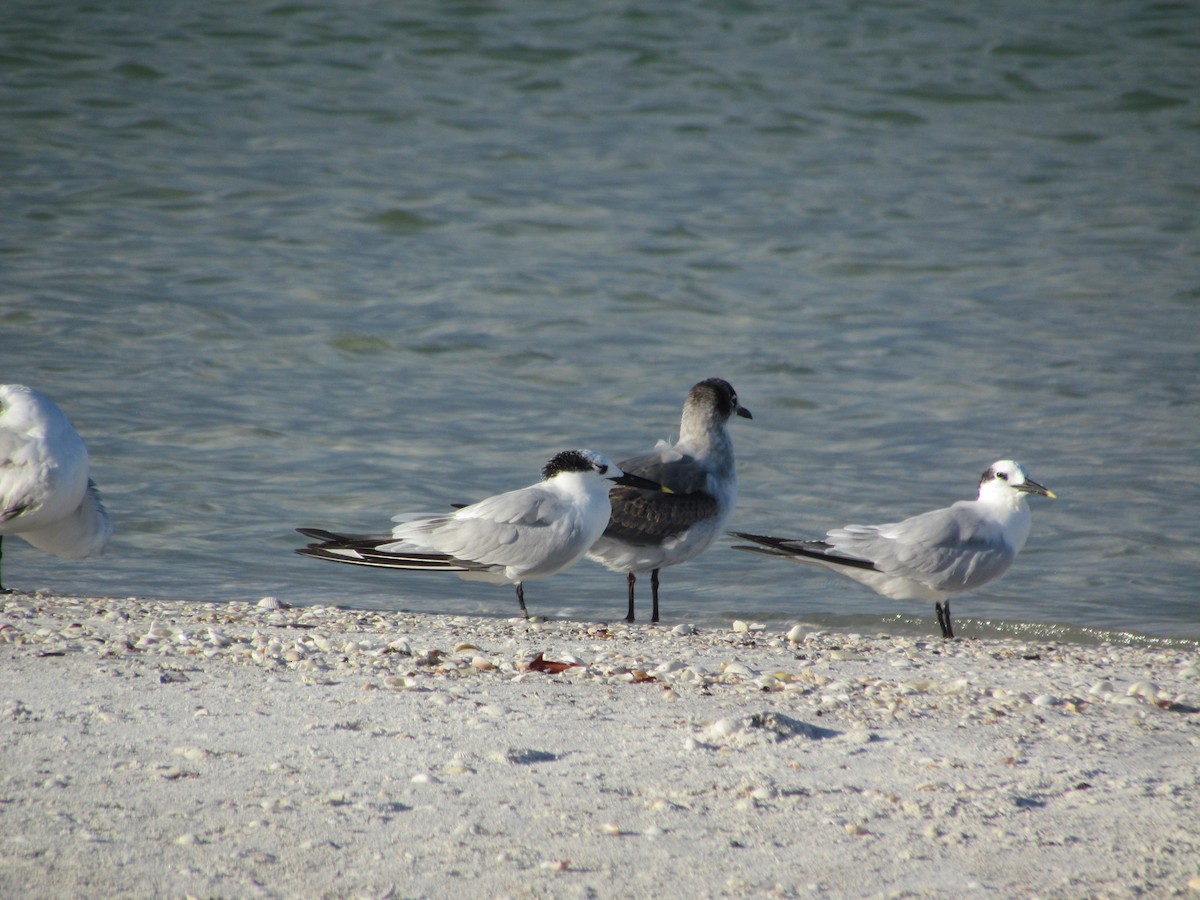 Sandwich Tern - ML631757213