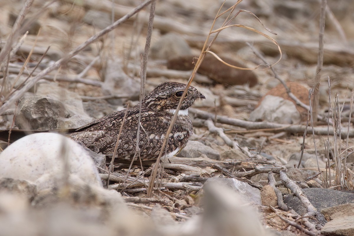 Lesser Nighthawk - ML631757221