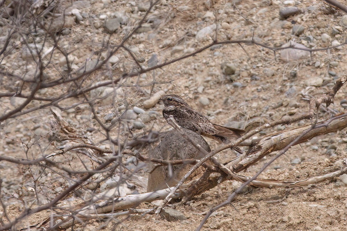Lesser Nighthawk - ML631757222