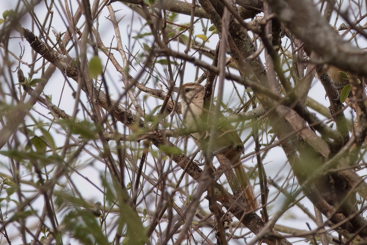 Rufous-fronted Thornbird (Rufous-fronted) - ML631757290