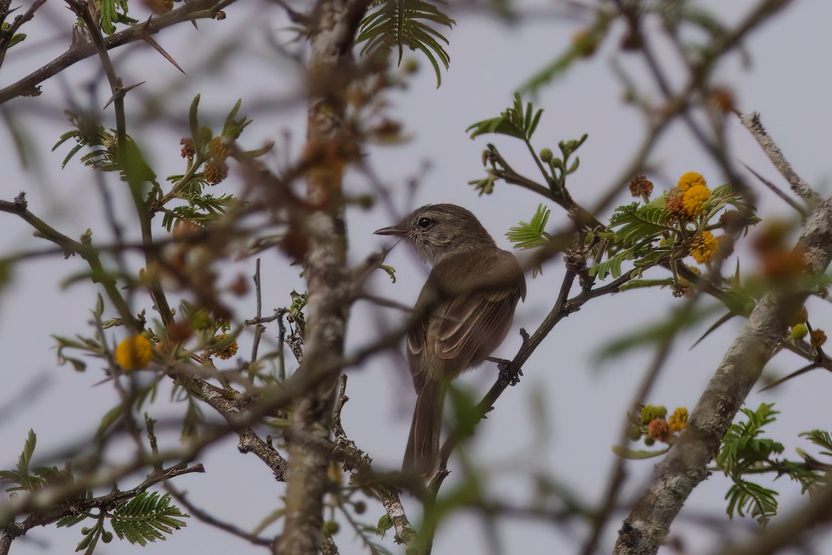 Marañon Tyrannulet - ML631757299