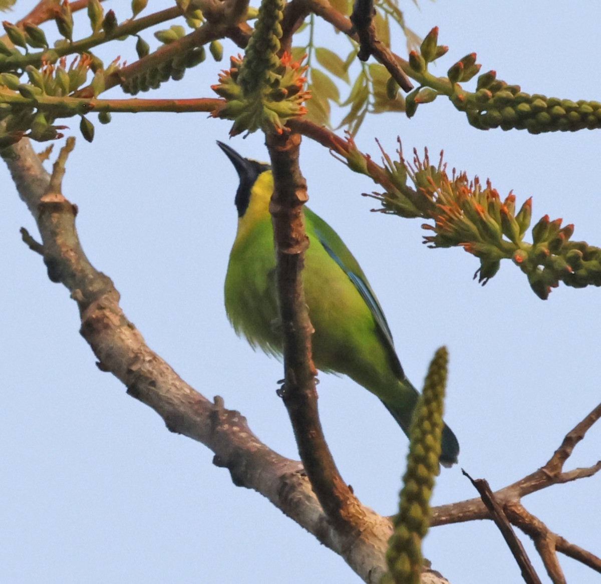 Blue-winged Leafbird - ML631757560