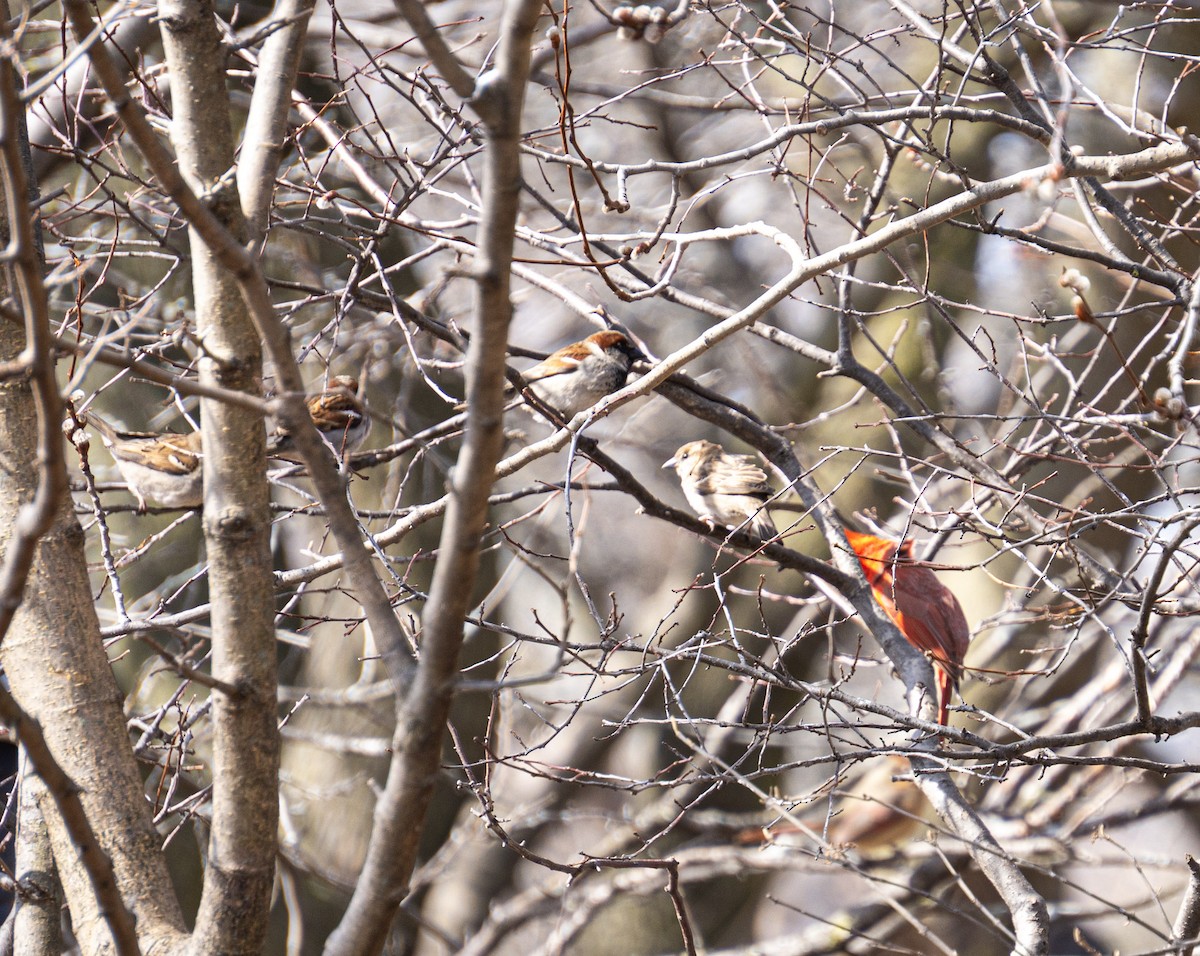 Оронгийн бор шувуу - ML631757565