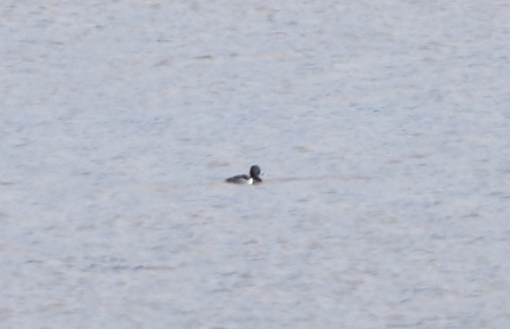 Ring-necked Duck - ML631757570