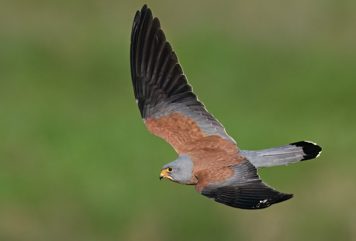 Lesser Kestrel - ML631757581