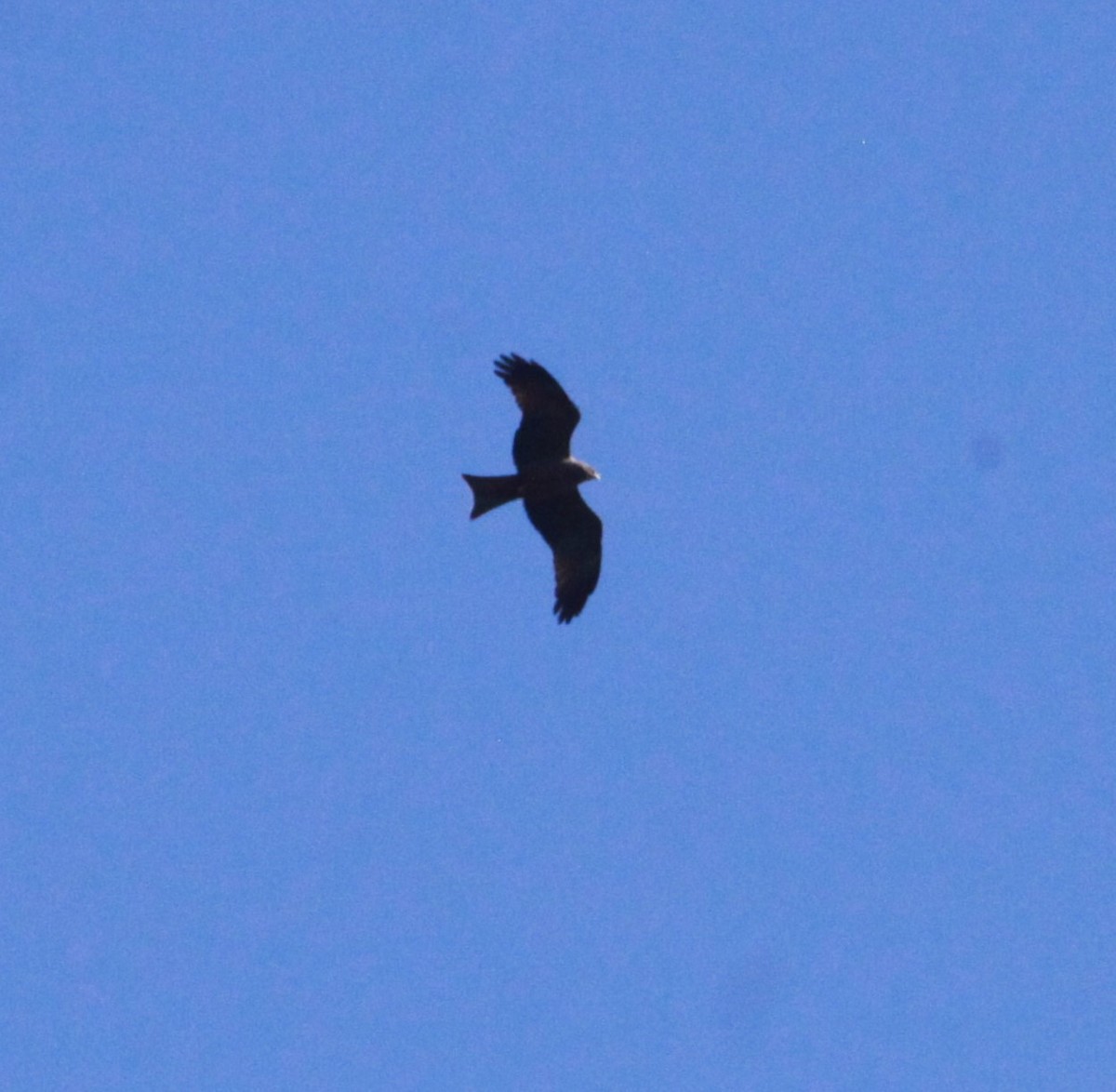 luňák hnědý (ssp. aegyptius/parasitus) - ML631757617