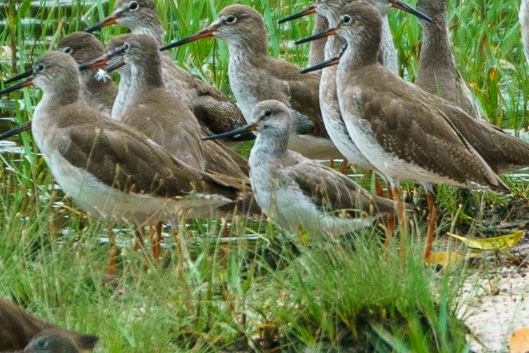 Terek Sandpiper - ML631757702