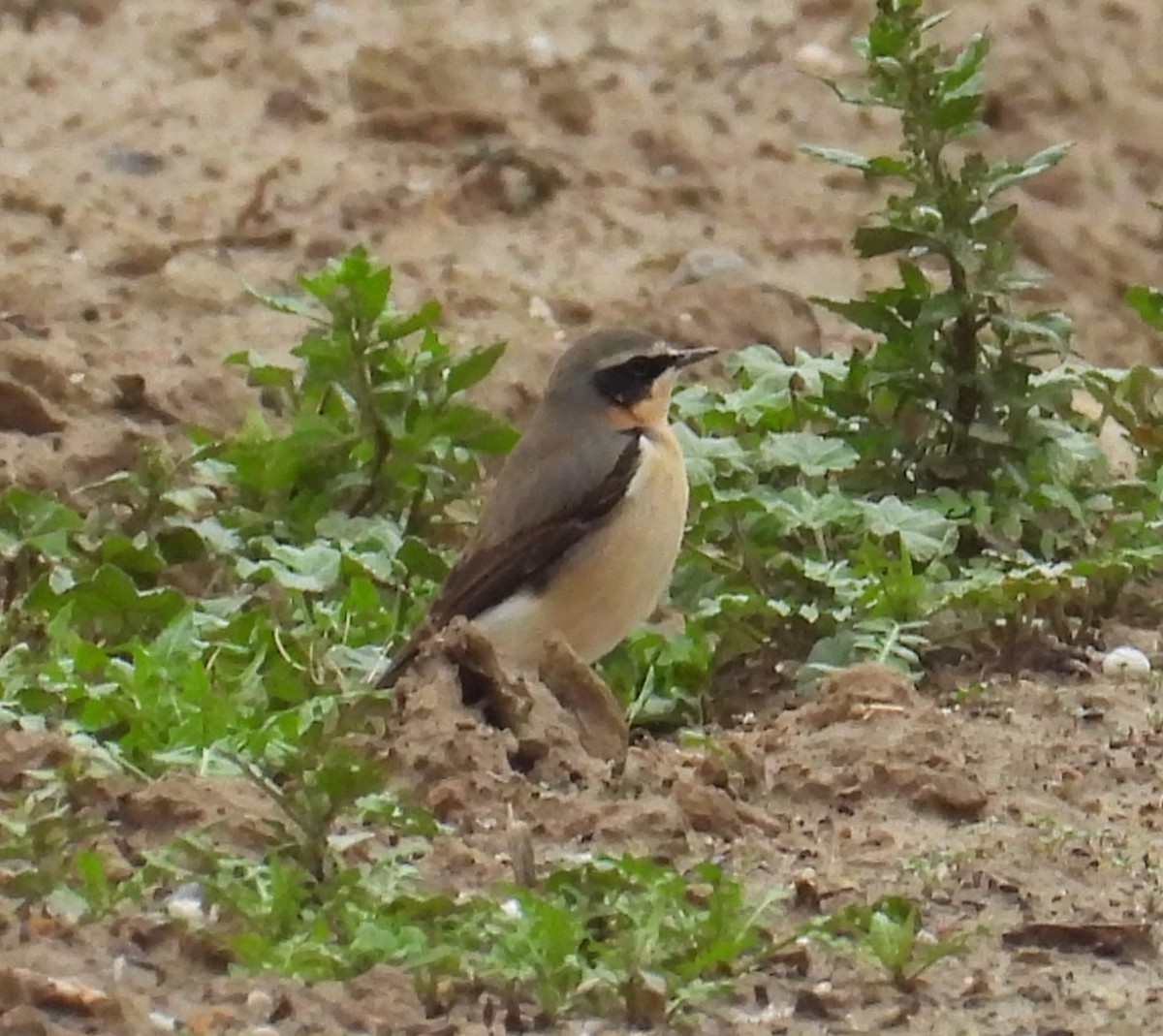 ハシグロヒタキ - ML631757944