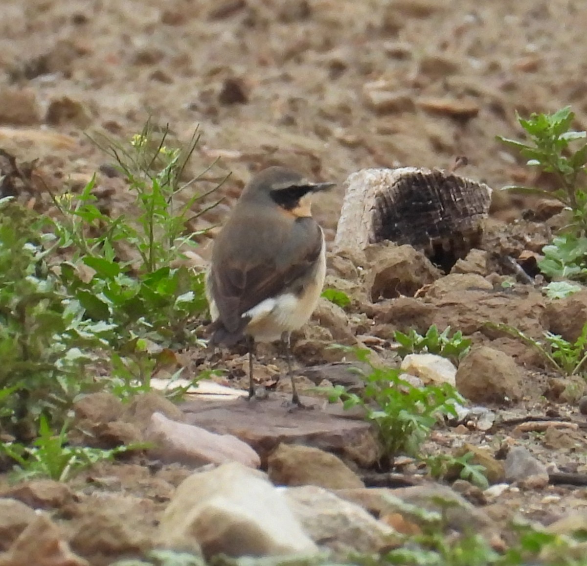 ハシグロヒタキ - ML631757947