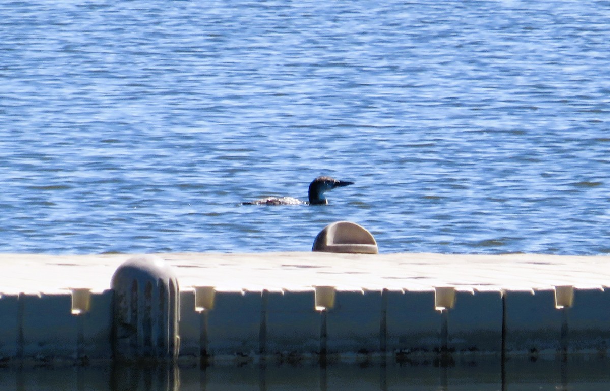 Eistaucher - ML631758182