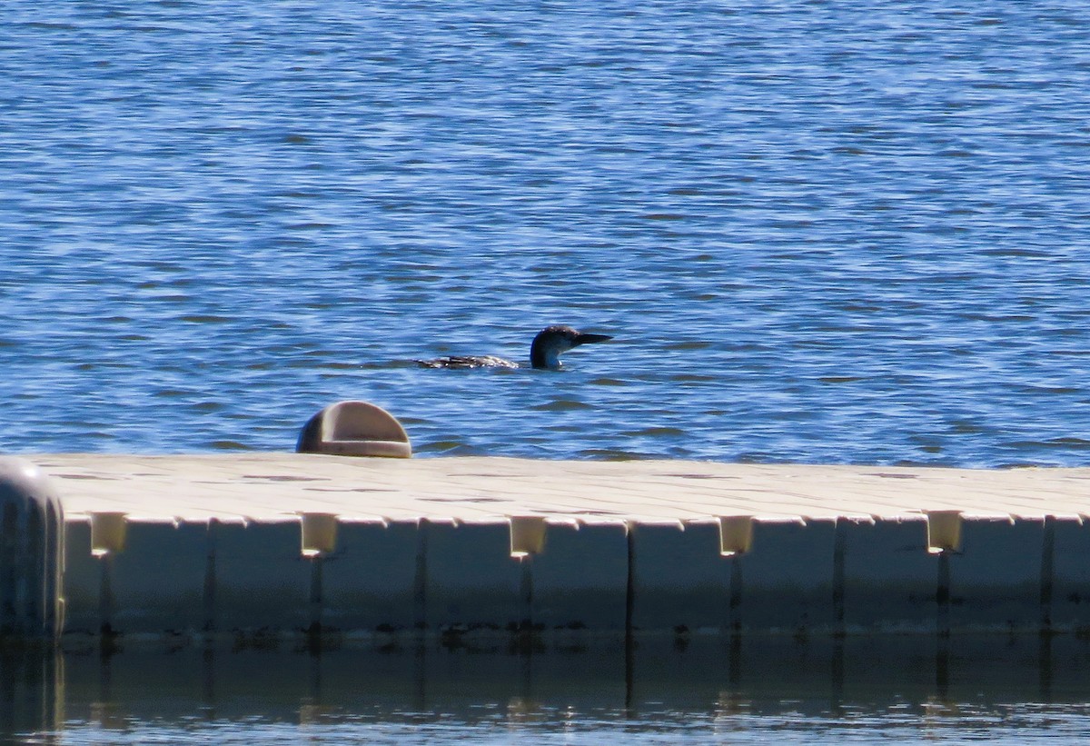 Eistaucher - ML631758184