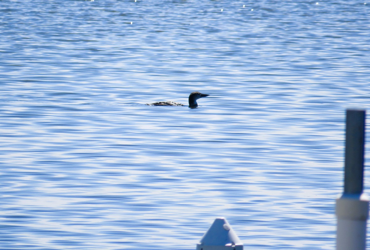 Eistaucher - ML631758187