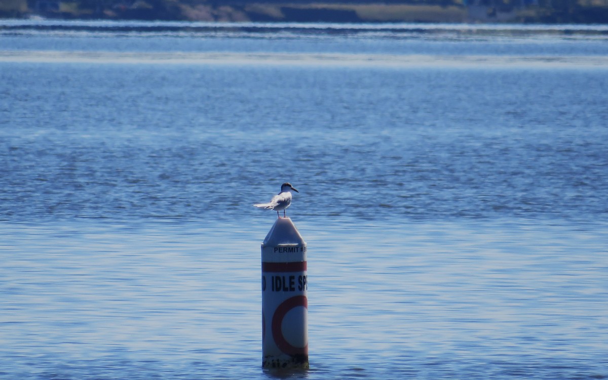 Forster's Tern - ML631758204