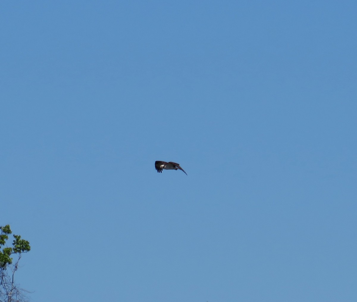 Osprey - ML631758214