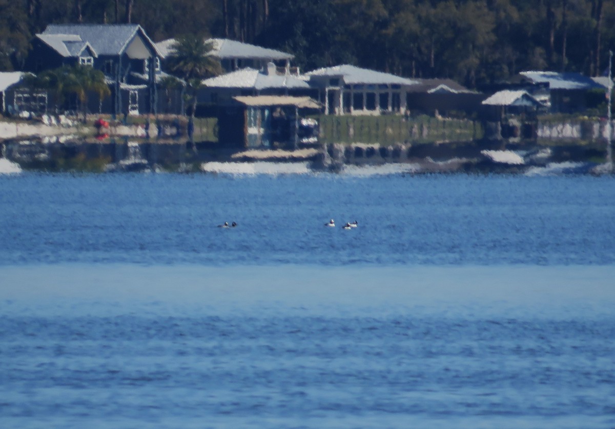 Bufflehead - ML631758226