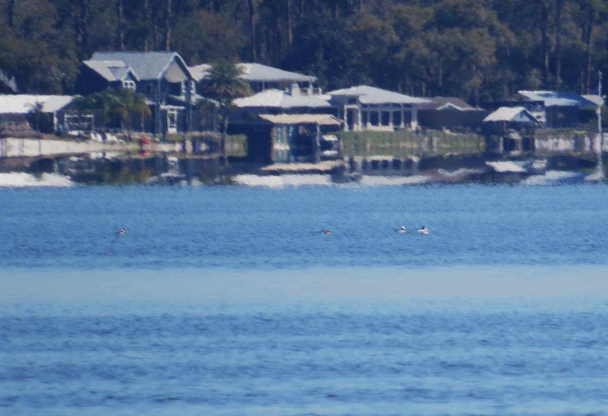 Bufflehead - ML631758230