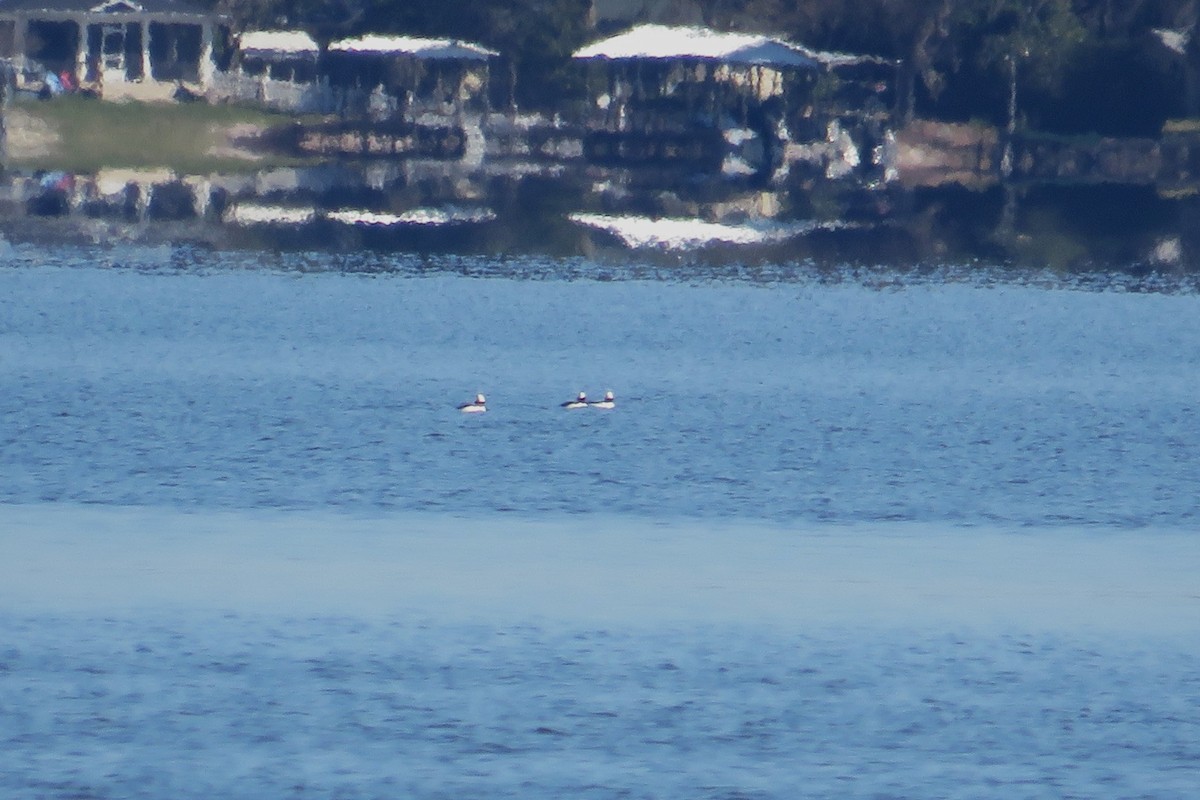 Bufflehead - ML631758236