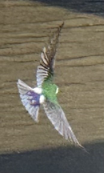 Violet-green Swallow - ML631758238
