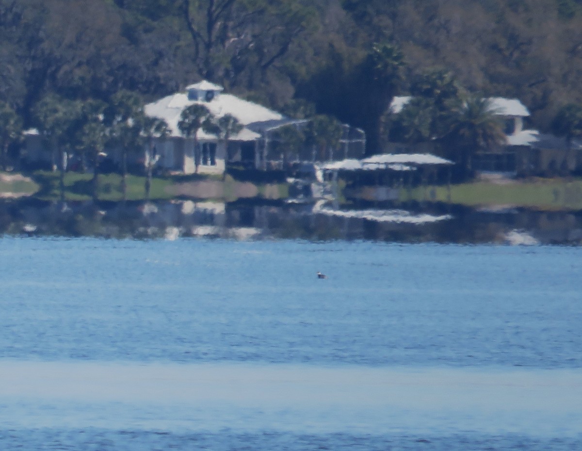 Horned Grebe - ML631758247
