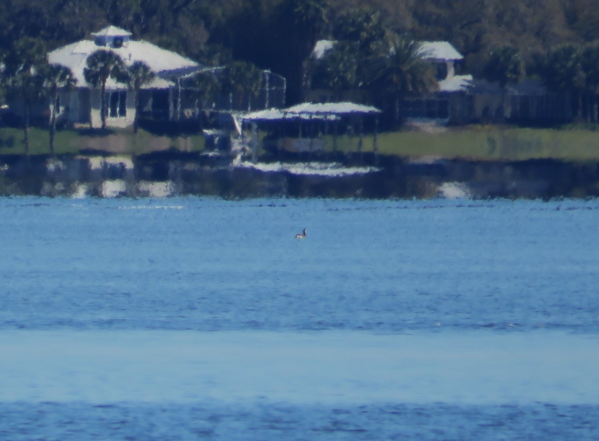 Horned Grebe - ML631758263