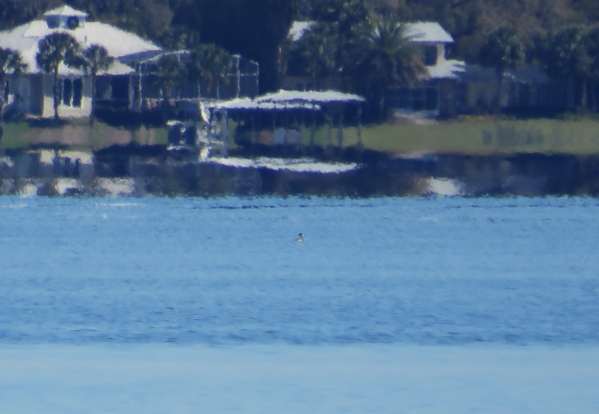 Horned Grebe - ML631758266