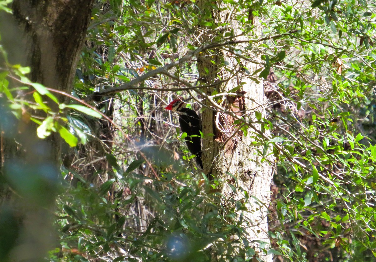 Pileated Woodpecker - ML631758275