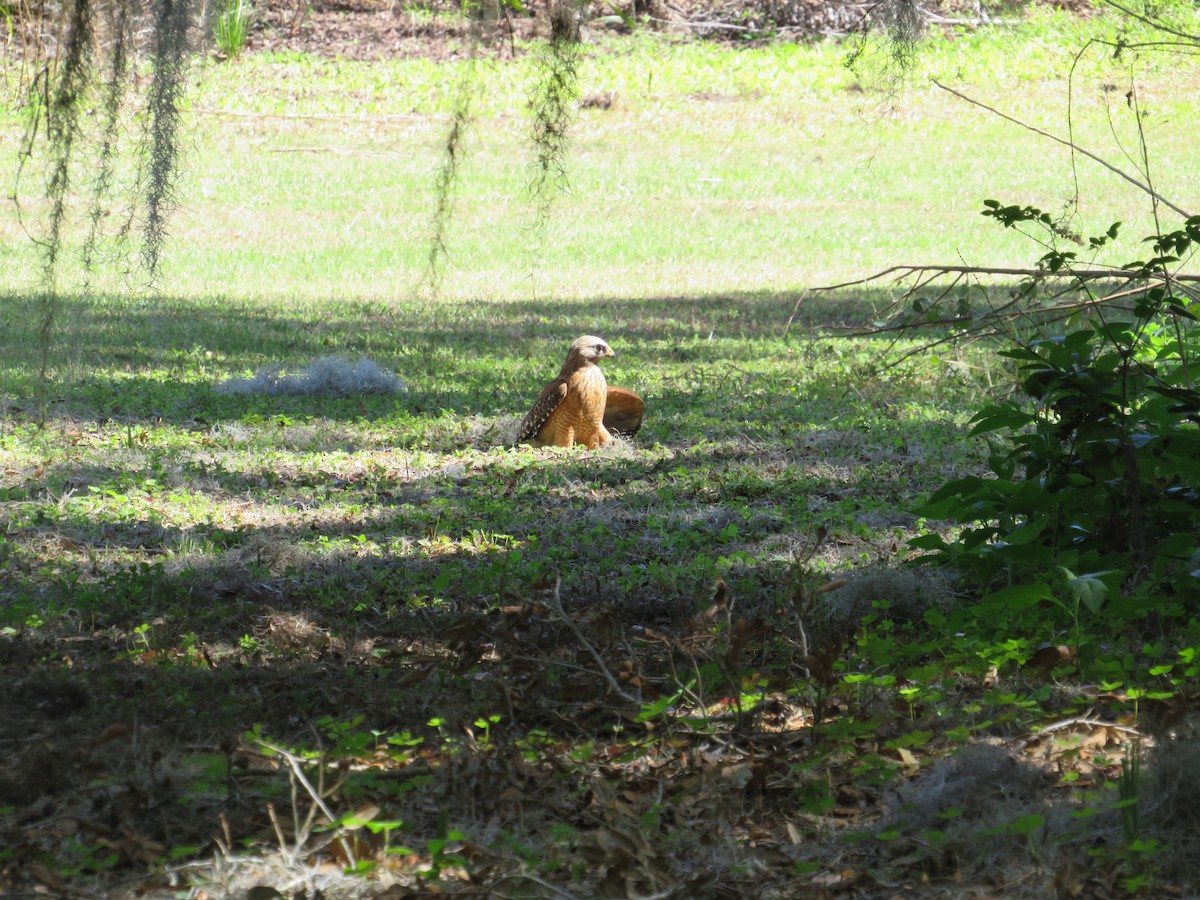Red-shouldered Hawk - ML631758286