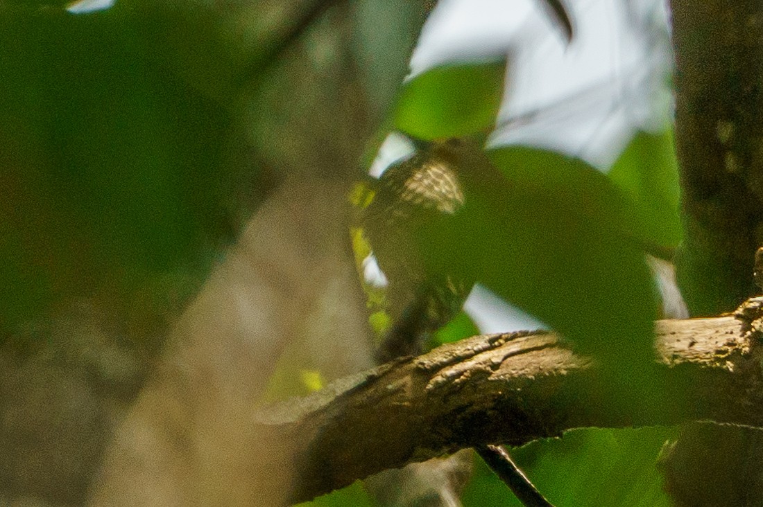 Buff-rumped Woodpecker - ML631758291