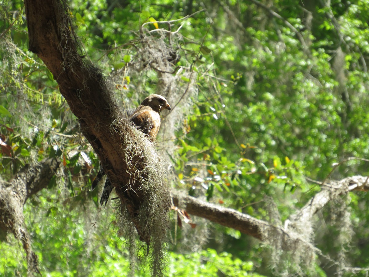 Red-shouldered Hawk - ML631758292