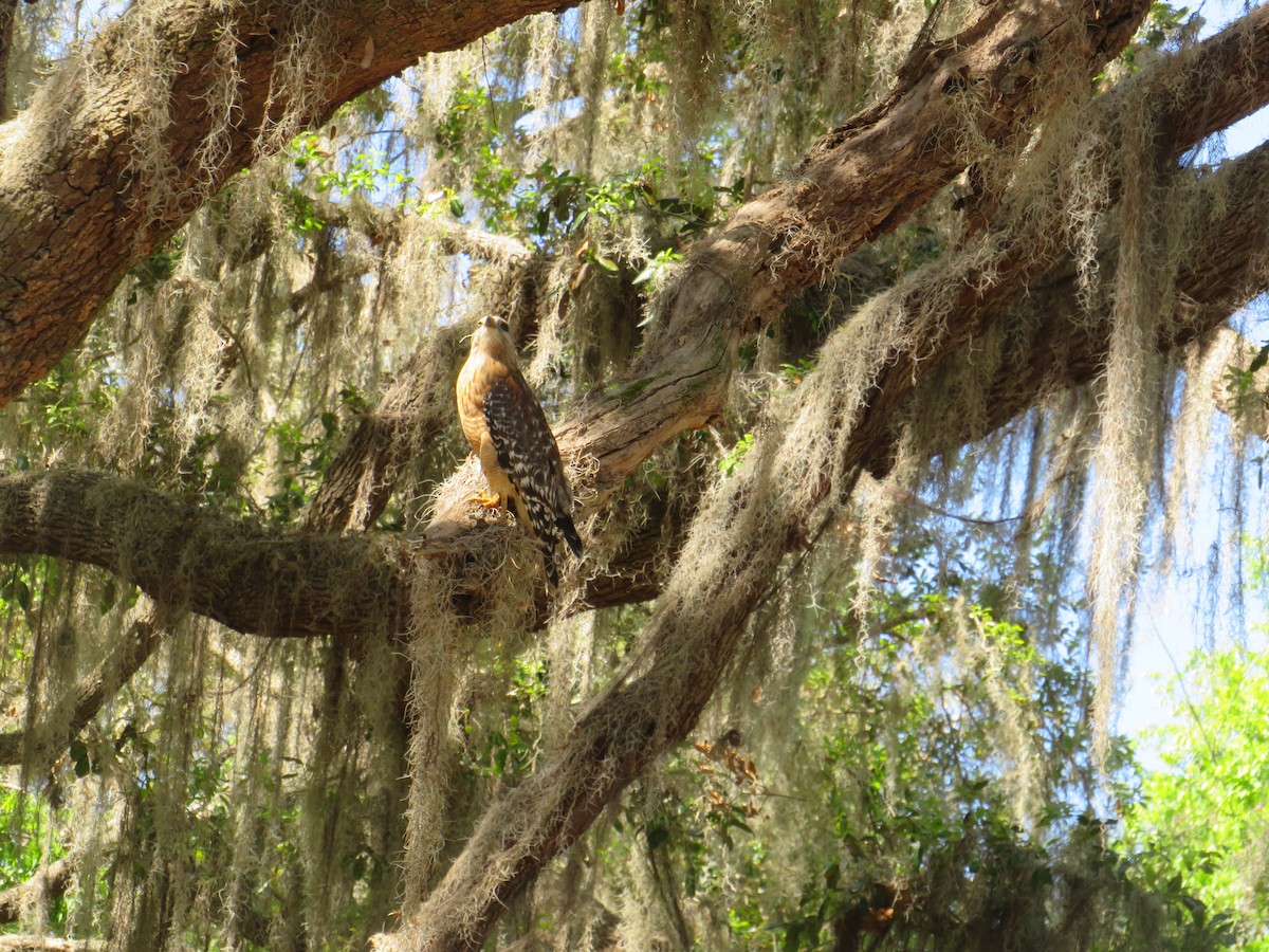 Red-shouldered Hawk - ML631758301