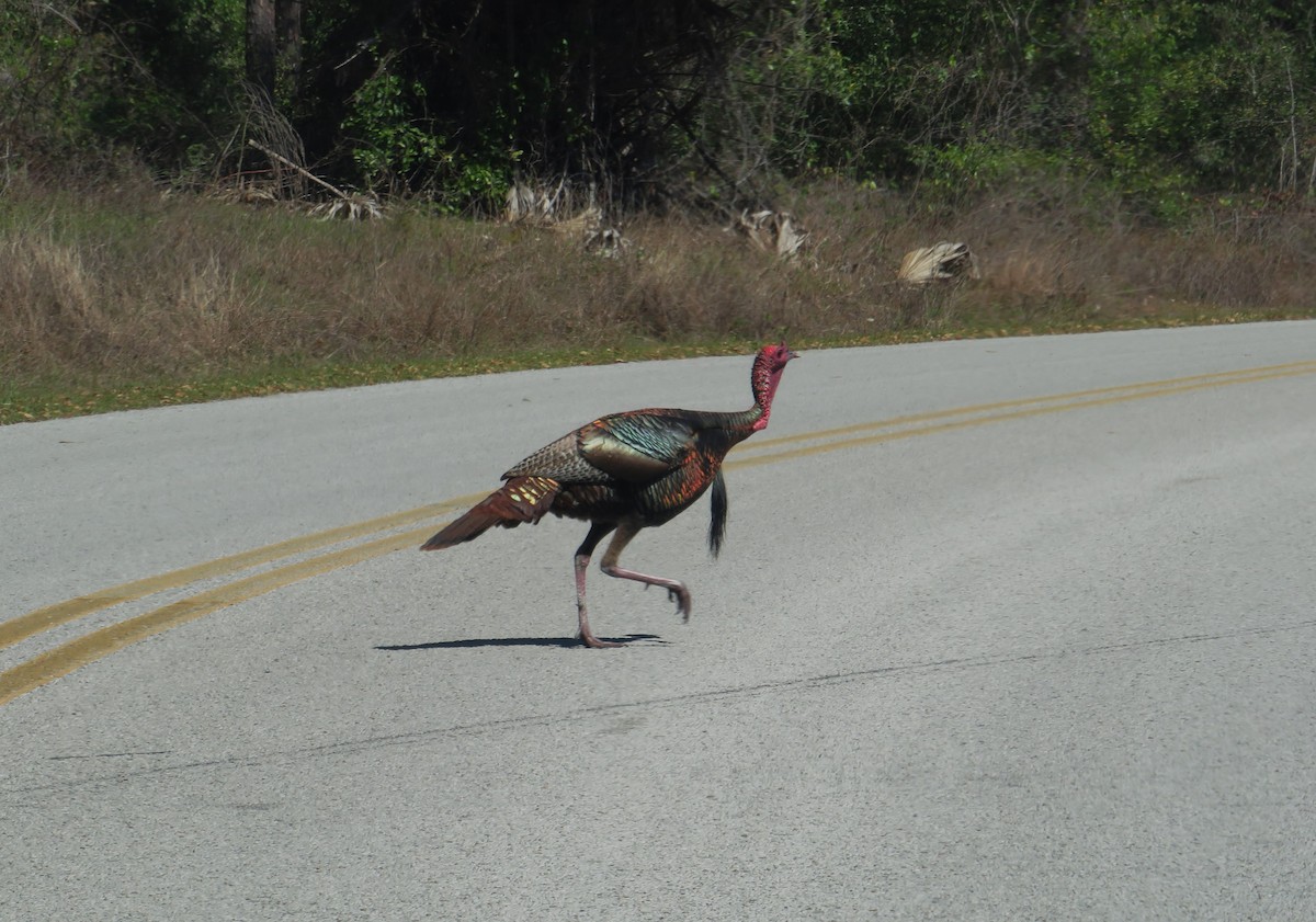 Wild Turkey - ML631758322
