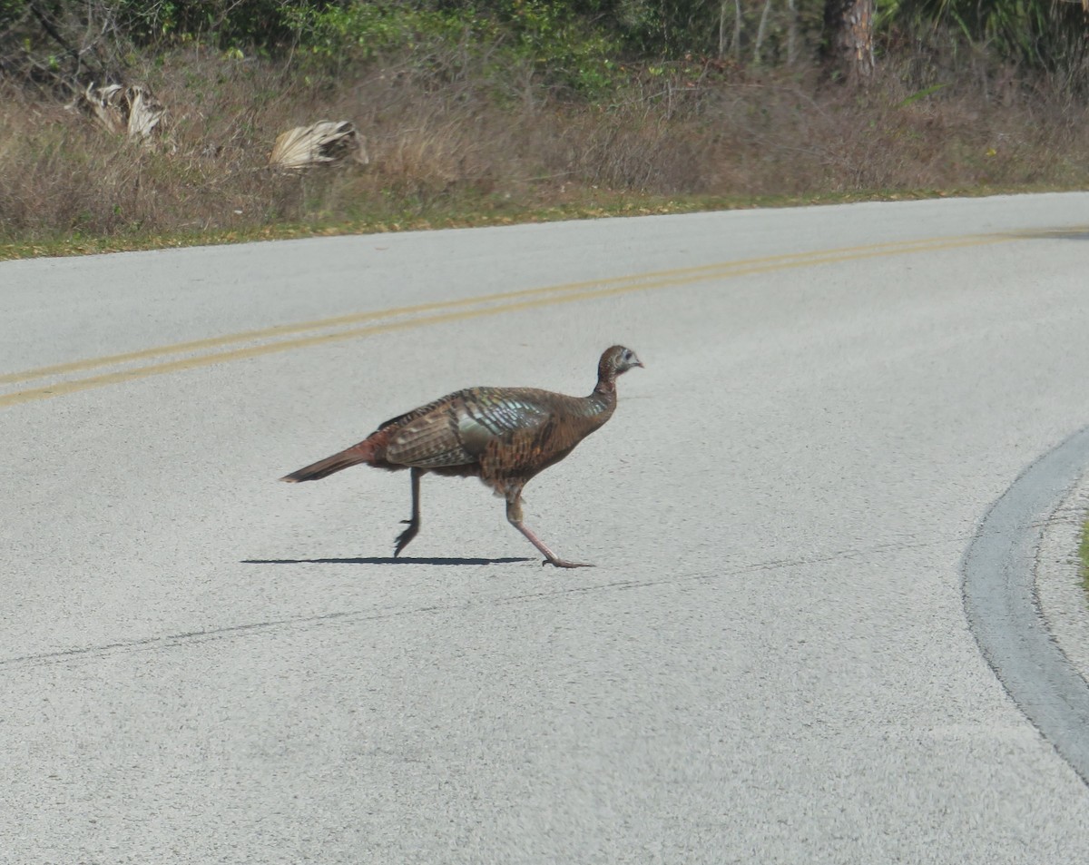 Wild Turkey - ML631758337