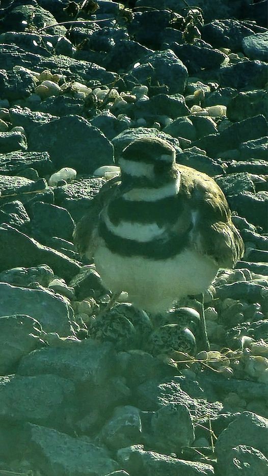 Killdeer - ML631758428
