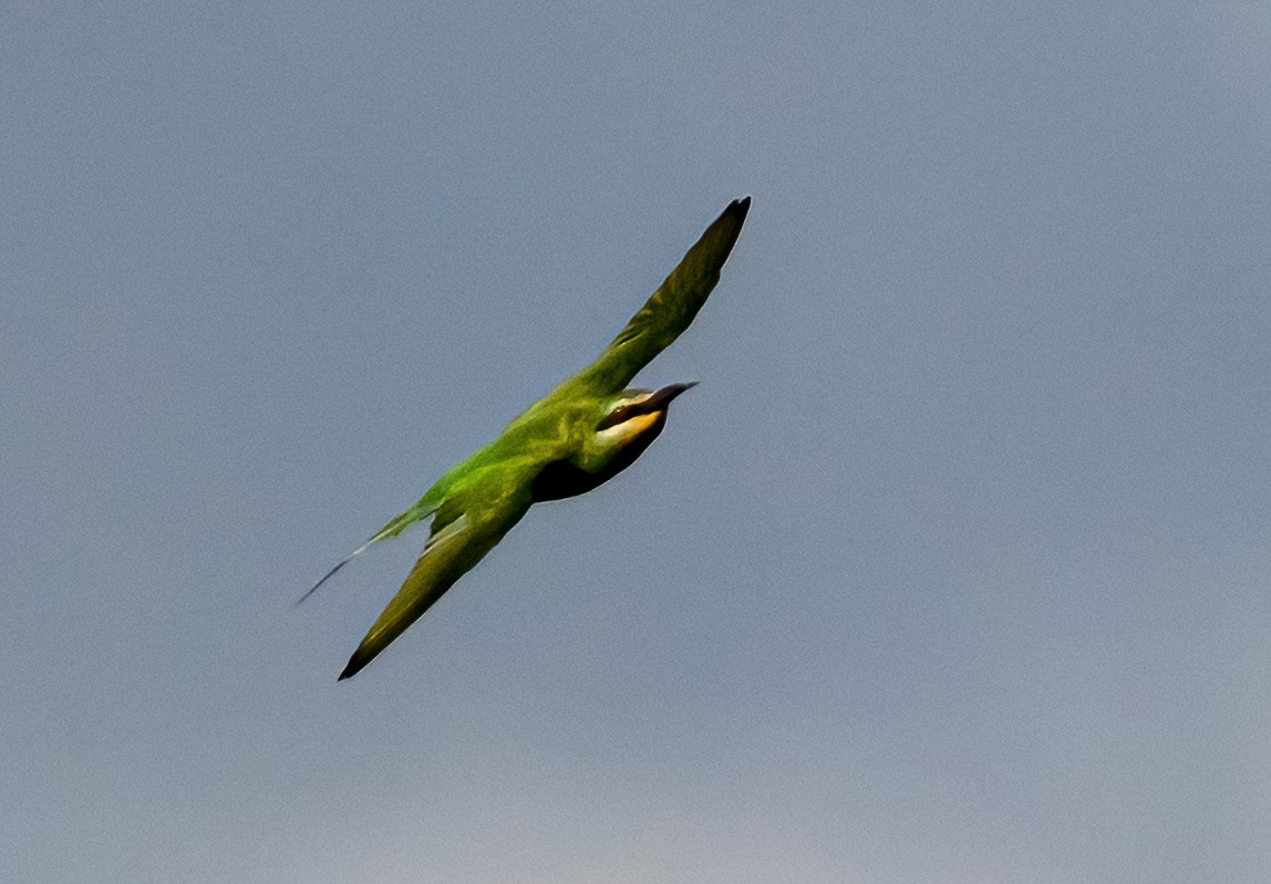 Blue-cheeked Bee-eater - ML631758478