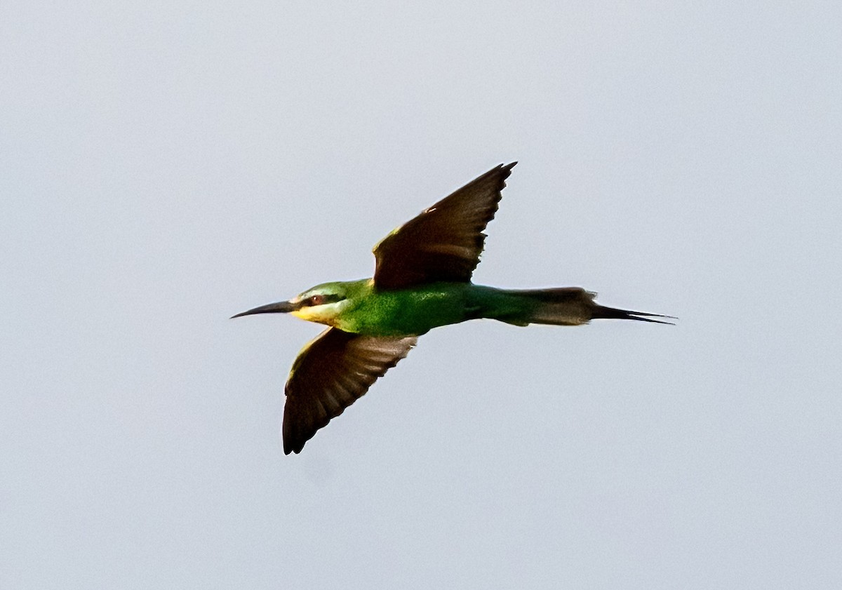 Blue-cheeked Bee-eater - ML631758479