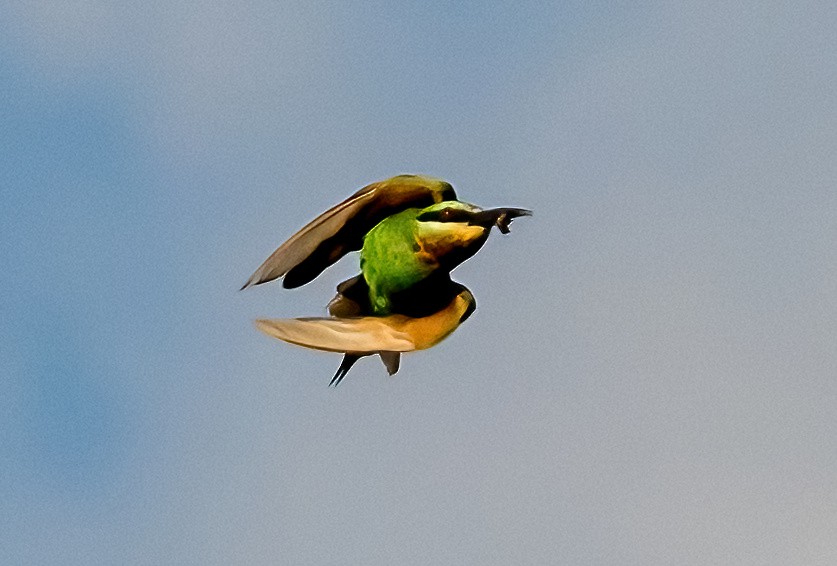 Blue-cheeked Bee-eater - ML631758480