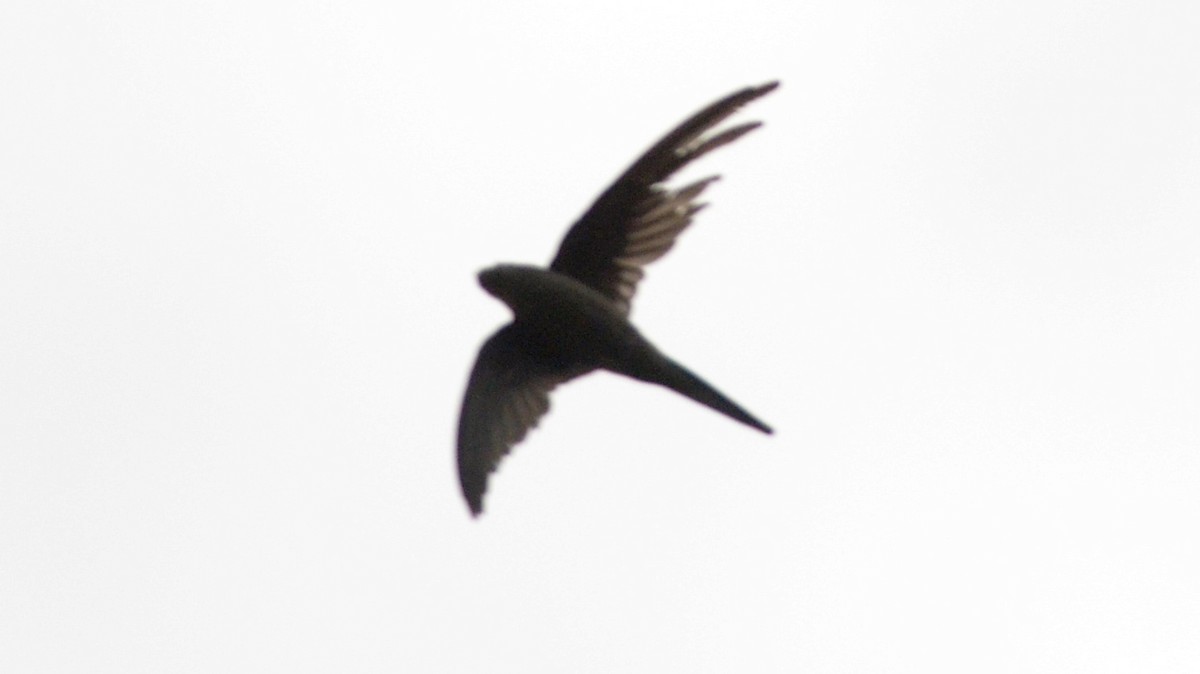 Dark-rumped Swift - ML631758496