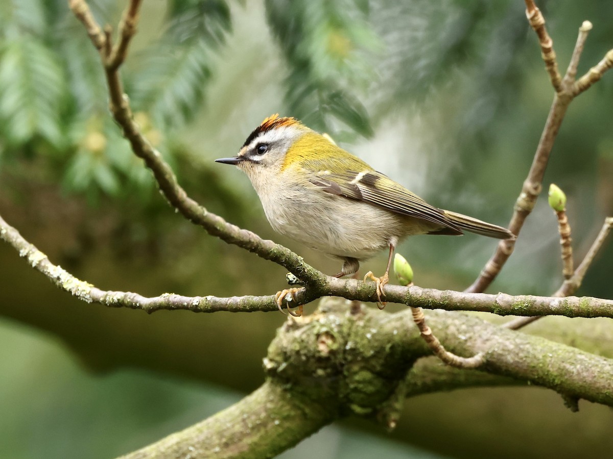 Common Firecrest - Richard Best