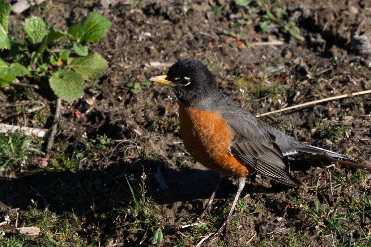 American Robin - ML631758599